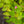 Load image into Gallery viewer, Lil' Sizzle Spirea