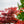 Load image into Gallery viewer, Lileeanne's Jewel Japanese Maple - Japanese Maple - Japanese Maples