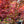 Load image into Gallery viewer, Lileeanne's Jewel Japanese Maple - Japanese Maple - Japanese Maples