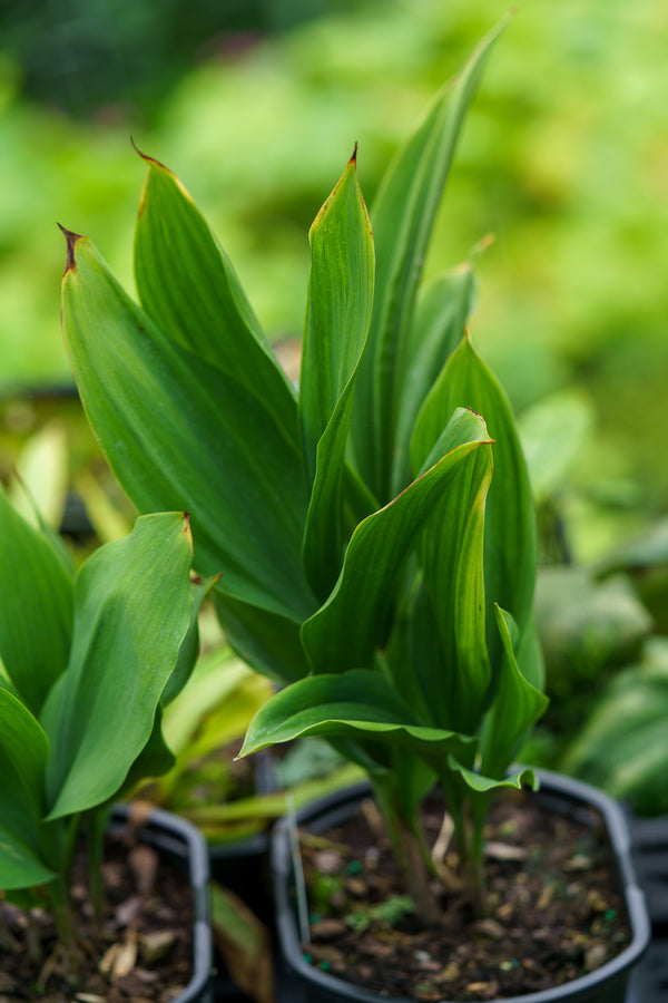 Lily of the Valley