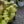 Load image into Gallery viewer, Lime Joy Stonecrop