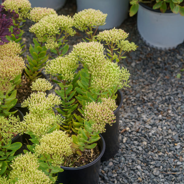 Lime Joy Stonecrop