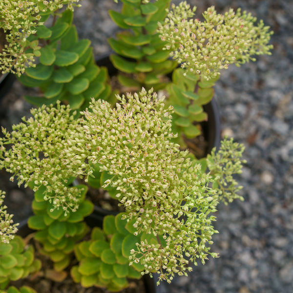 Lime Joy Stonecrop