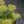 Load image into Gallery viewer, Lime Joy Stonecrop