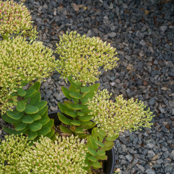 Lime Joy Stonecrop