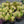 Load image into Gallery viewer, Lime Joy Stonecrop