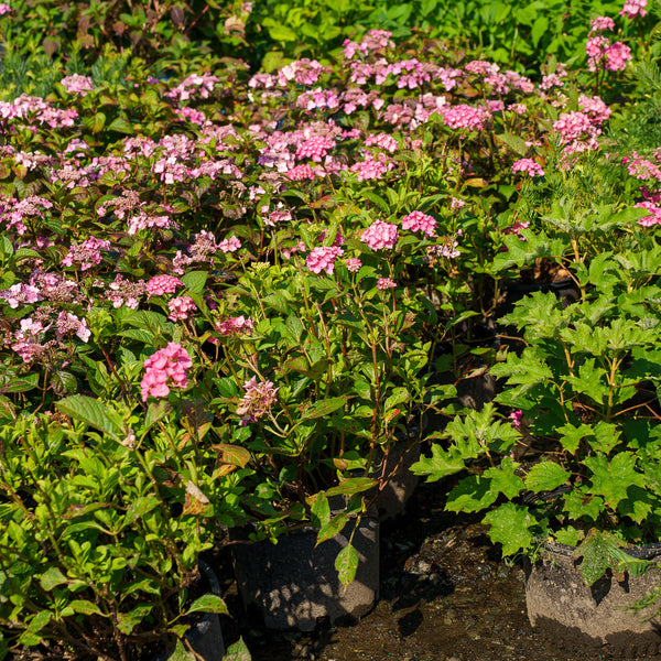 Lime Lovebird Bigleaf Hydrangea