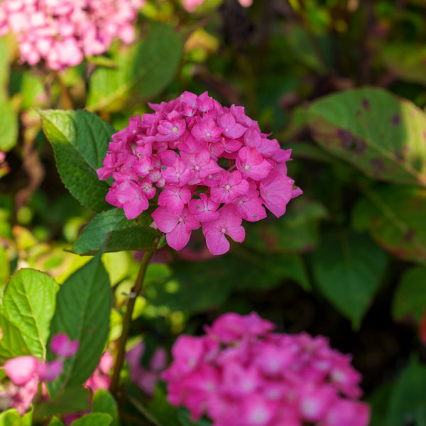Lime Lovebird Bigleaf Hydrangea