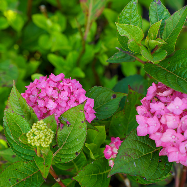 Lime Lovebird Bigleaf Hydrangea