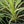 Load image into Gallery viewer, Lime Passion Cordyline