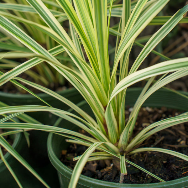 Lime Passion Cordyline