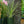 Load image into Gallery viewer, Lime Passion Cordyline