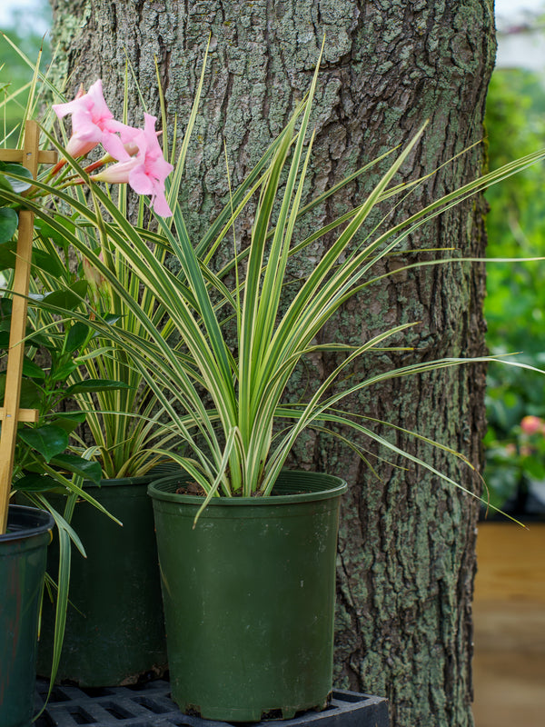 Lime Passion Cordyline