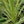 Load image into Gallery viewer, Lime Passion Cordyline