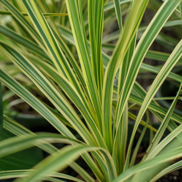 Lime Passion Cordyline