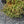 Load image into Gallery viewer, Lime Zinger Stonecrop