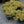 Load image into Gallery viewer, Lime Zinger Stonecrop
