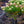 Load image into Gallery viewer, Limelight Hardy Hydrangea - Hydrangea - Shrubs