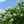 Load image into Gallery viewer, Limelight Panicle Hydrangea
