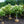 Load image into Gallery viewer, Limelight Panicle Hydrangea
