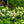 Load image into Gallery viewer, Limelight Hardy Hydrangea - Hydrangea - Shrubs
