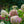 Load image into Gallery viewer, Limelight Hardy Hydrangea - Hydrangea - Shrubs