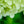 Load image into Gallery viewer, Limelight Hardy Hydrangea - Hydrangea - Shrubs