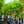 Load image into Gallery viewer, Limelight Hardy Hydrangea - Hydrangea - Shrubs