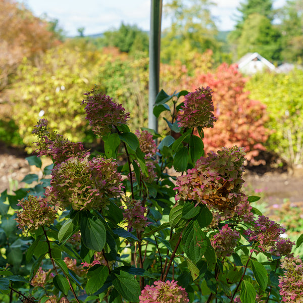 Limelight Prime Panicle Hydrangea