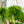 Load image into Gallery viewer, Lipstick Plant - Other Houseplants - Houseplants