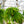 Load image into Gallery viewer, Lipstick Plant - Other Houseplants - Houseplants