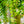 Load image into Gallery viewer, Lipstick Plant - Other Houseplants - Houseplants