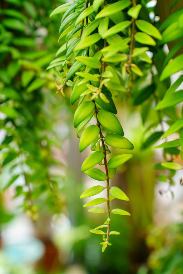 Lipstick Plant - Other Houseplants - Houseplants