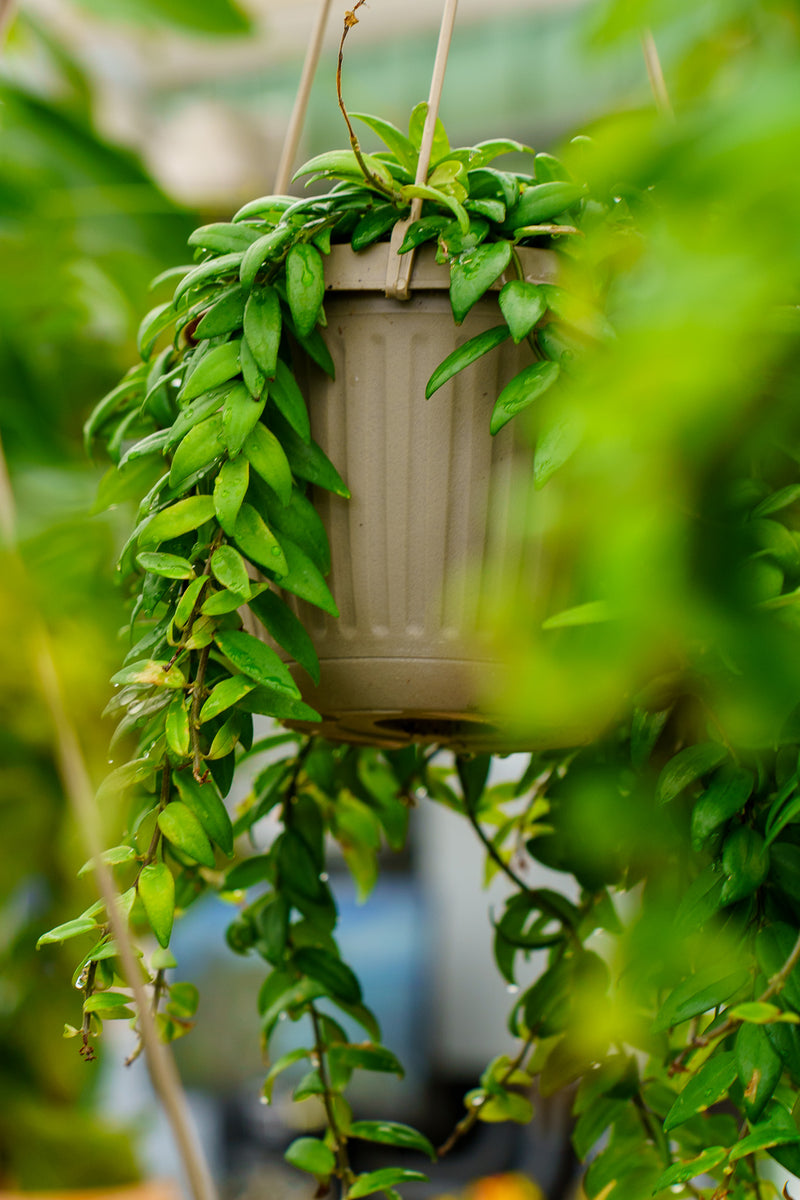 lipstick plant hanging Lipstick Plant – Plant Detectives