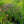 Load image into Gallery viewer, Little Adder Hyssop
