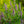 Load image into Gallery viewer, Little Adder Hyssop