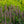 Load image into Gallery viewer, Little Adder Hyssop