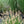 Load image into Gallery viewer, Little Bunny Fountain Grass