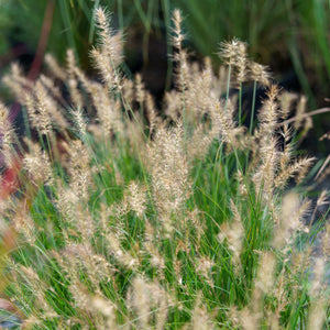 Little Bunny Fountain Grass