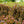 Load image into Gallery viewer, Little Devil Ninebark - Ninebark - Shrubs