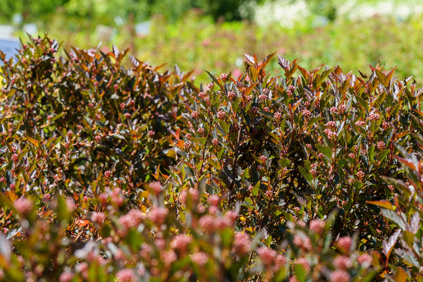 Little Devil Ninebark - Ninebark - Shrubs