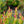 Load image into Gallery viewer, Little Flames Leucothoe
