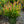 Load image into Gallery viewer, Little Flames Leucothoe