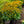 Load image into Gallery viewer, Little Goldstar Black-Eyed Susan