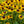 Load image into Gallery viewer, Little Goldstar Black-Eyed Susan