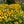 Load image into Gallery viewer, Little Goldstar Black-Eyed Susan