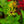 Load image into Gallery viewer, Little Henry Sweet Coneflower