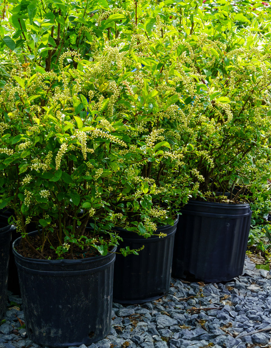 henry's pots and plants Little Henry Dwarf Virginia Sweetspire – Plant Detectives