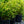 Load image into Gallery viewer, Little Henry Virginia Sweetspire