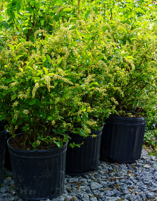 Little Henry Virginia Sweetspire